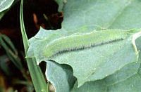Piéride de la rave. Chenille. Cliquer pour agrandir l'image.