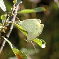 Piéride de la rave. Accouplement. Cliquer pour agrandir l'image.