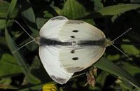 Piéride de la rave. Accouplement. Cliquer pour agrandir l'image.