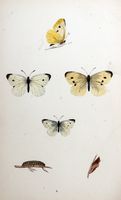 Piéride de la rave. Planche d'identification Morris. Cliquer pour agrandir l'image.