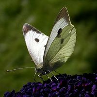 Piéride du chou. Cliquer pour agrandir l'image.