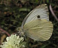 Piéride du chou. Cliquer pour agrandir l'image.