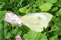 Piéride du chou. Femelle dessous. Cliquer pour agrandir l'image.