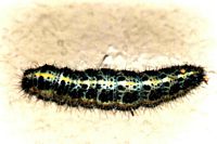 Piéride du chou. Chenille de la piéride du chou (troisième stade). Cliquer pour agrandir l'image.
