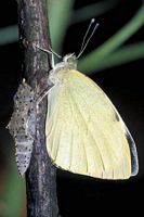 Piéride du chou. Chrysalide. Cliquer pour agrandir l'image.