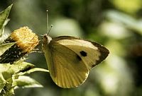 Piéride du chou. Cliquer pour agrandir l'image.