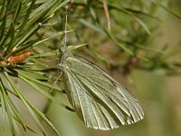 Piéride du chou. Cliquer pour agrandir l'image.