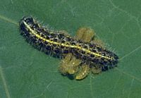 Chenille parasitée de la piéride du chou