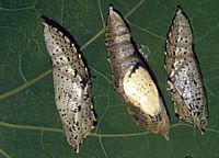 Piéride du chou. Chrysalides. Cliquer pour agrandir l'image.