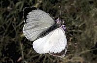 Piéride du chou. Dessus mâle. Cliquer pour agrandir l'image.