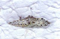 Piéride du chou. Chrysalide. Cliquer pour agrandir l'image.