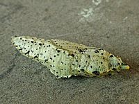 Piéride du chou. Chrysalide. Cliquer pour agrandir l'image.