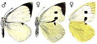 Piéride du chou. Cliquer pour agrandir l'image.
