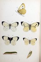 Piéride du chou. Planche d'identification Morris. Cliquer pour agrandir l'image.