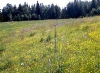 Piéride du navet. Habitat. Cliquer pour agrandir l'image.
