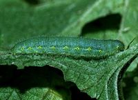 Piéride du navet. Chenille. Cliquer pour agrandir l'image.