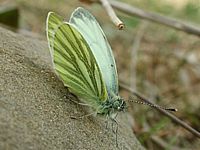 Piéride du navet. Cliquer pour agrandir l'image.