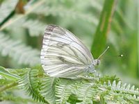 Piéride du navet. Cliquer pour agrandir l'image.
