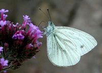 Piéride du navet. Cliquer pour agrandir l'image.