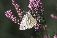 Piéride du navet. Cliquer pour agrandir l'image.