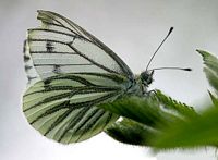 Piéride du navet. Cliquer pour agrandir l'image.