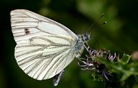 Piéride du navet. Cliquer pour agrandir l'image.