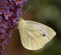 Piéride du navet. Cliquer pour agrandir l'image.