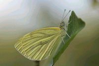 Piéride du navet. Cliquer pour agrandir l'image.