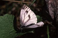 Piéride du navet. Cliquer pour agrandir l'image.