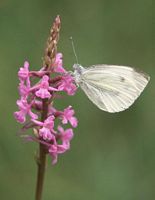 Piéride du navet. Sur orchidée. Cliquer pour agrandir l'image.
