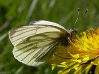 Piéride du navet. Cliquer pour agrandir l'image.