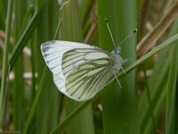 Piéride du navet. Cliquer pour agrandir l'image.