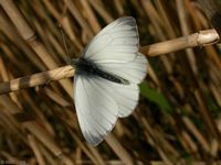Piéride du navet. Cliquer pour agrandir l'image.
