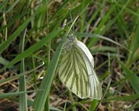 Piéride du navet. Femelle. Cliquer pour agrandir l'image.