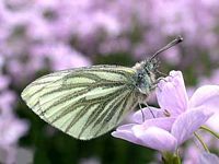 Piéride du navet. Cliquer pour agrandir l'image.