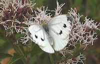 Piéride du navet. Femelle. Cliquer pour agrandir l'image.