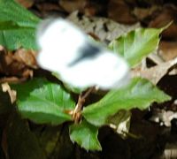 Piéride du navet. En vol, Montchier. Cliquer pour agrandir l'image.