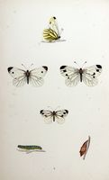 Piéride du navet. Planche d'identification Morris. Cliquer pour agrandir l'image.