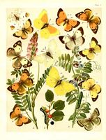 Piéridés. Aquarelle. Cliquer pour agrandir l'image.