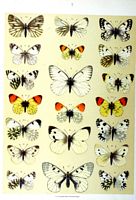Piéridés. Planche spuler 01. Cliquer pour agrandir l'image.