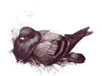 Pigeon biset. Dessin. Cliquer pour agrandir l'image.