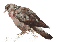 Pigeon colombin. Dessin. Cliquer pour agrandir l'image.