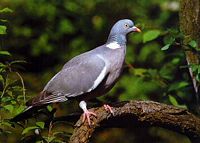 Pigeon ramier. Cliquer pour agrandir l'image.