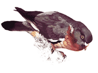 Pigeon ramier. Dessin. Cliquer pour agrandir l'image.