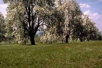 Pinson des arbres. Habitat du pinson. Cliquer pour agrandir l'image.