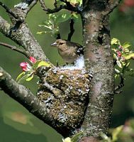 Pinson des arbres. Nid. Cliquer pour agrandir l'image.