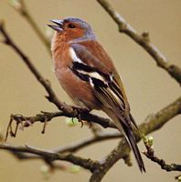 Pinson des arbres. Chantant. Cliquer pour agrandir l'image.