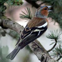 Pinson des arbres. Cliquer pour agrandir l'image.