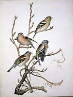 Pinson des arbres. Aquarelle. Cliquer pour agrandir l'image.
