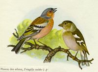 Pinson des arbres. Dessin. Cliquer pour agrandir l'image.